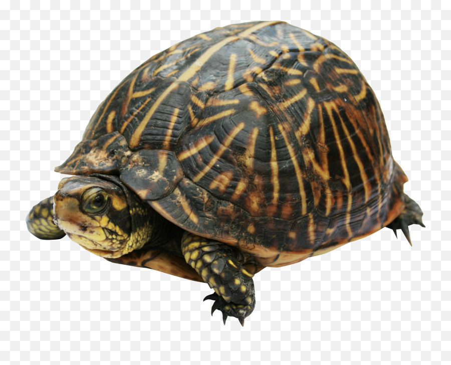 Clipart Turtle Box Turtle Clipart - Turtle Png Emoji,Turtle Clipart