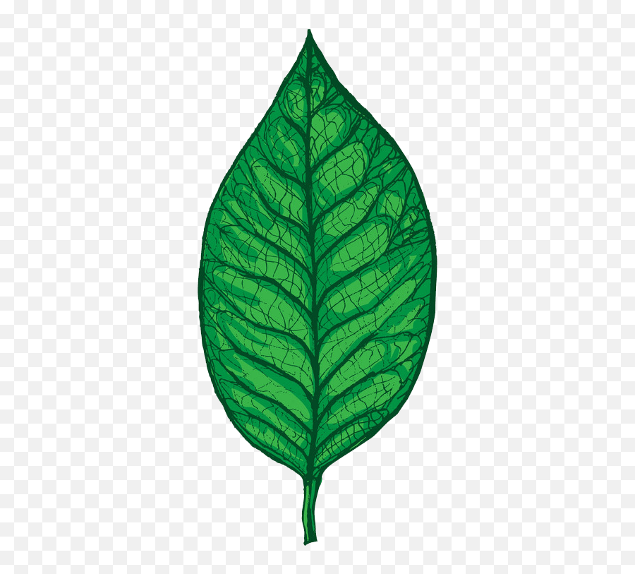 Leaf Clipart - Coca Family Emoji,Leaf Clipart