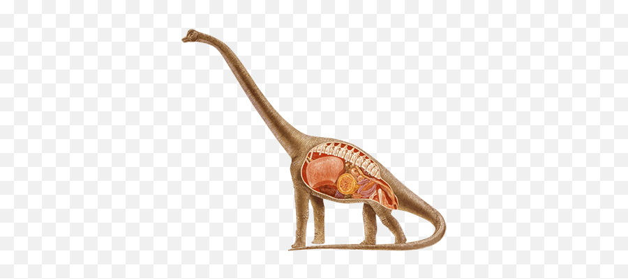 What Is A Sauropod Emoji,Brachiosaurus Png