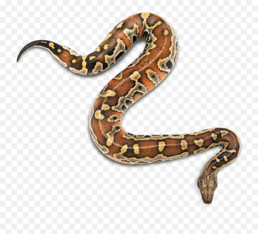 Download Ilha Snakes Snakebite Child Reptile Da Grande Emoji,Reptile Clipart