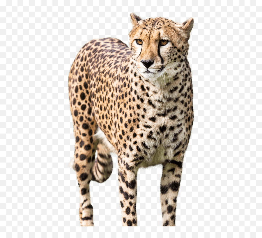 National Zoo U0026 Aquarium Cheetah Leopard - Cheetah Png Cheetah Png Emoji,Cheetah Clipart