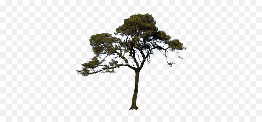 Scots Pine Tree Transparent Image Free Png Images - Scots Pine Tree Transparent Emoji,Tree Transparent