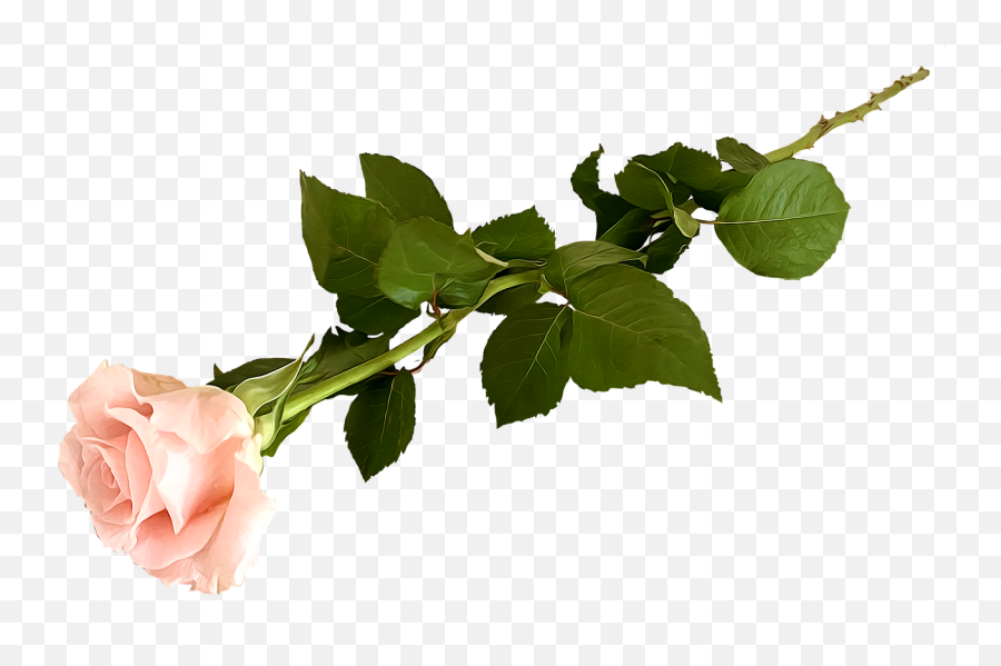 Rose Long - Stemmed Pink Free Image On Pixabay Twig Emoji,Pink Flower Png