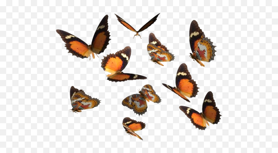 Real Butterfly Transparent Image - Butterfly Emoji,Butterfly Transparent