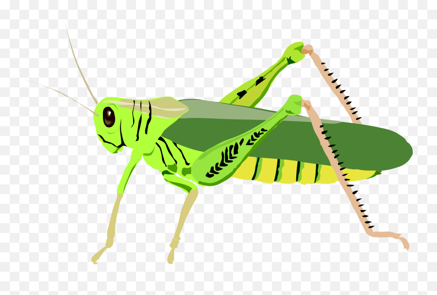 Cute Cricket Insect Clipart - Locust Clipart Emoji,Bug Clipart
