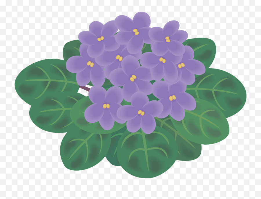 African Violets Clipart Free Download Transparent Png Emoji,Iris Flower Clipart