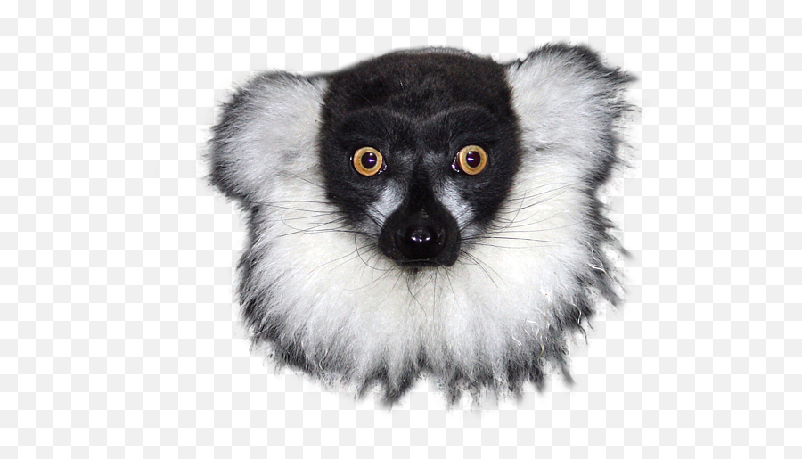 Mr Lemur On Transparent Background Greeting Card For Sale By Emoji,Cards Transparent Background