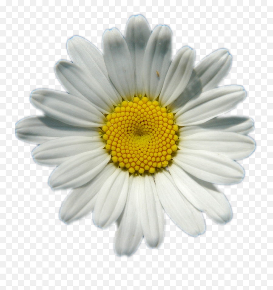 Daisies Png Image Background - Daisy Png Transparent Emoji,Daisy Png