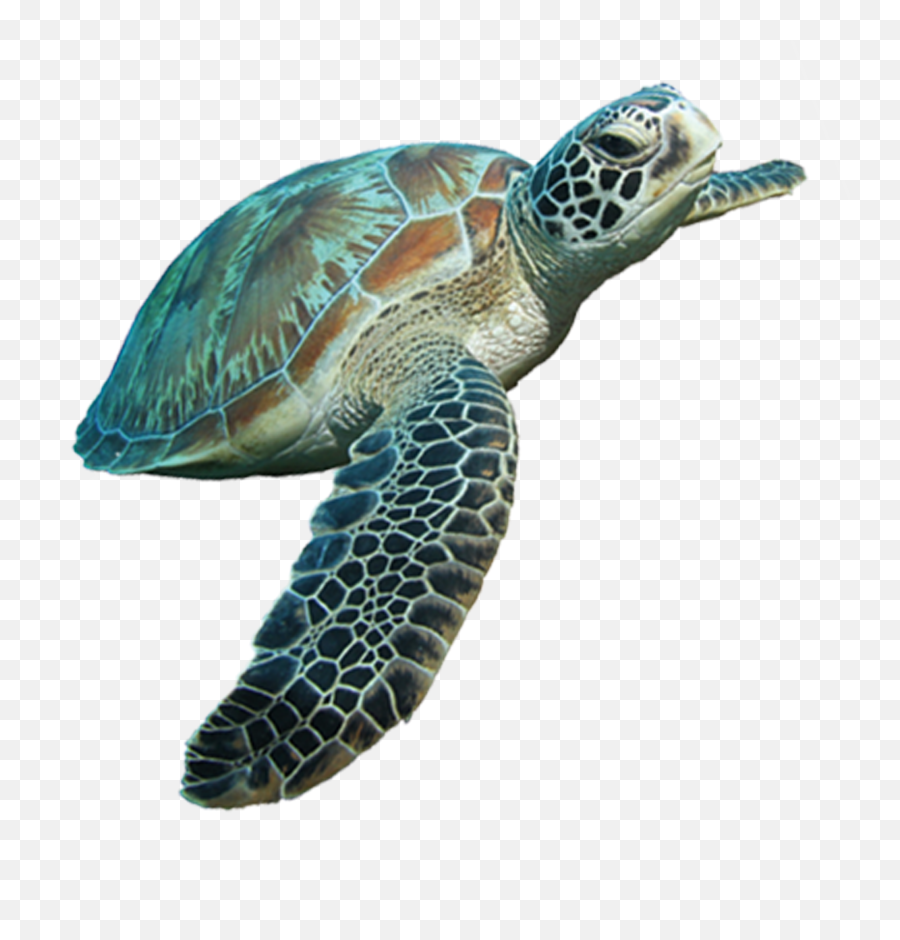 Sea Turtle - Sea Turtle Png Emoji,Turtle Png