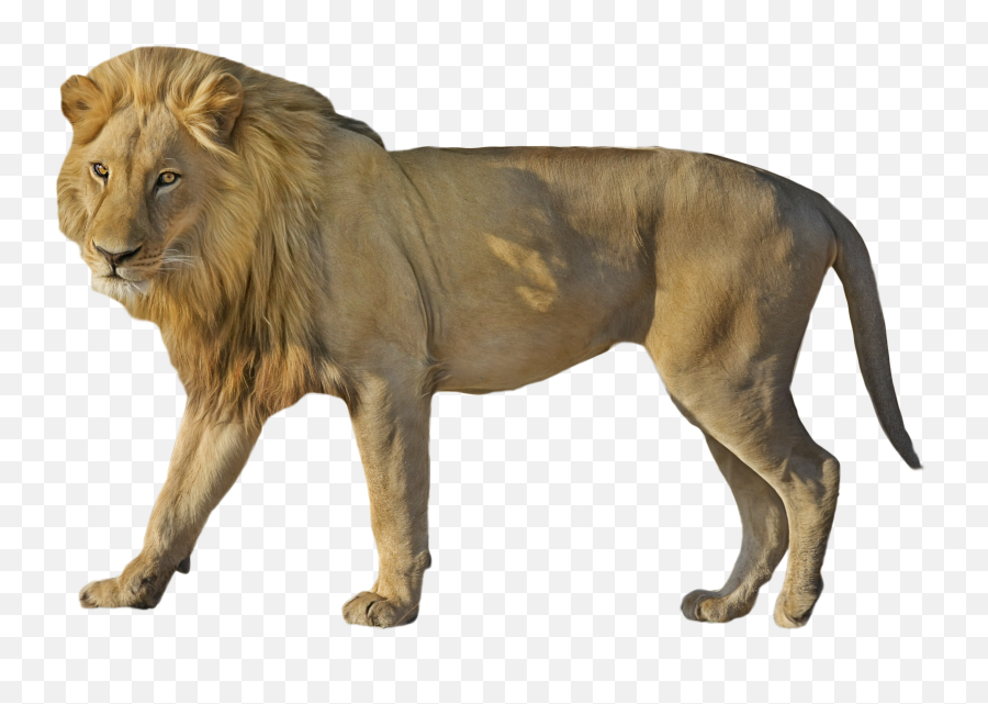 Wild Cat Png U0026 Free Wild Catpng Transparent Images 10883 - African Lion Png Transparent Emoji,Wildcat Clipart