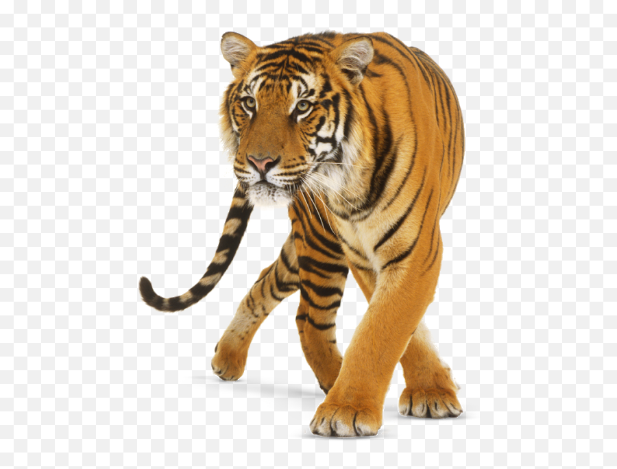 Download Tiger Free Png Transparent Image And Clipart - Tiger Png Emoji,Tiger Clipart