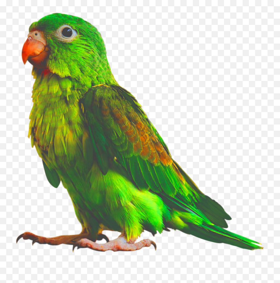 Parrot Png - Parrots Emoji,Parrot Png