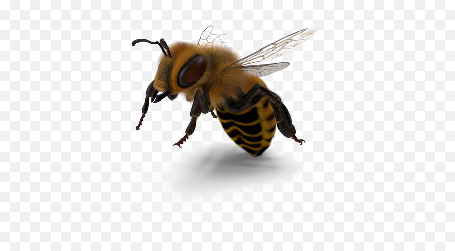 Bee Png Image - Parasitism Emoji,Bee Png