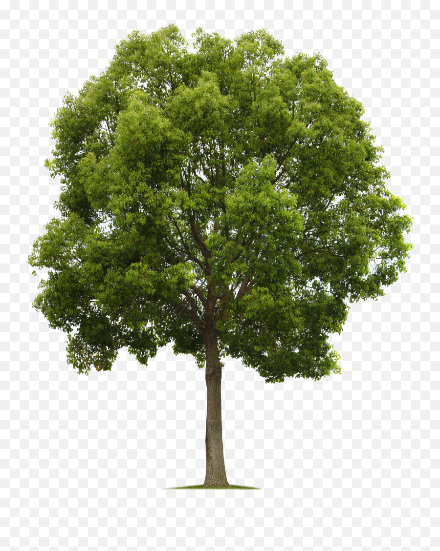 Tree Png High Quality Transparent Png - Tree Png Emoji,Watercolor Tree Png
