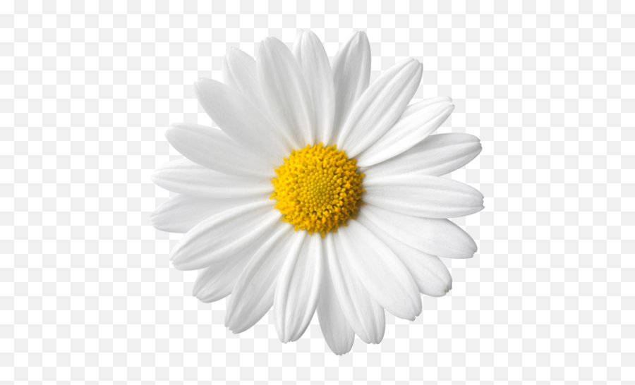 Daisy Png Transparent Transparent - Daisy Flower White Background Emoji,Daisy Png