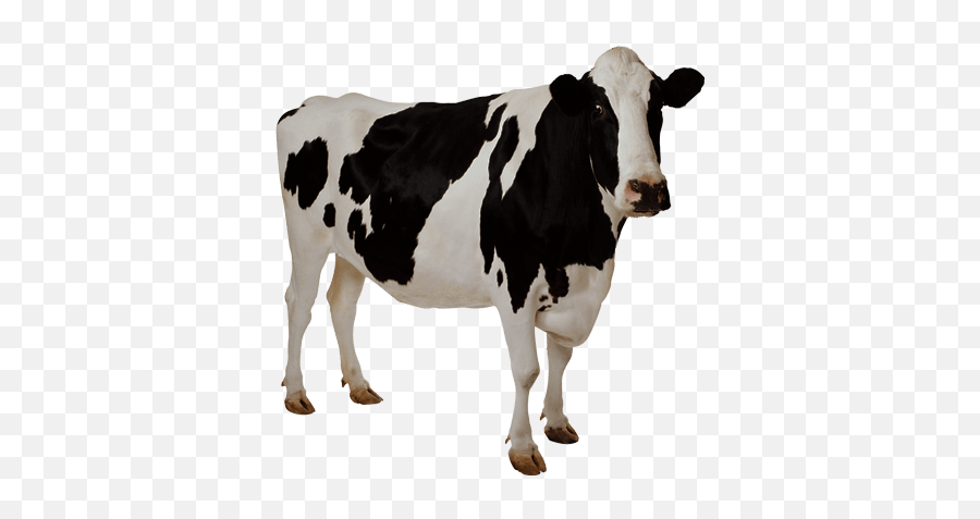 Cow Transparent Background Image Free - Cow Transparent Background Emoji,Transparent Backgrounds