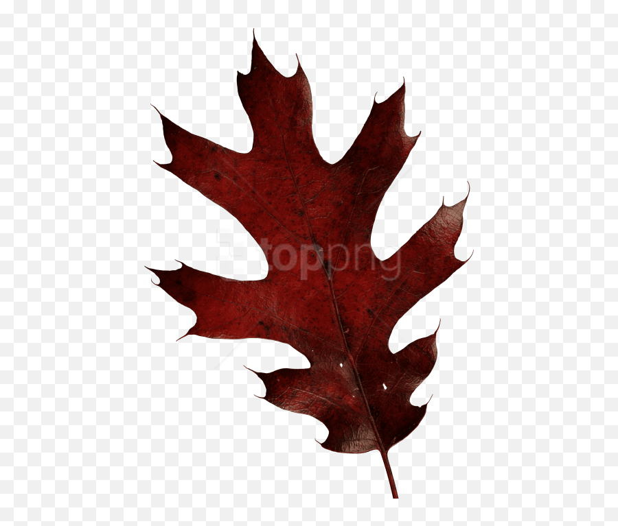 Free Png Download Autumn Leaves Clipart Png Photo Png - Red Autumn Oak Leaf Png Emoji,Oak Leaf Clipart