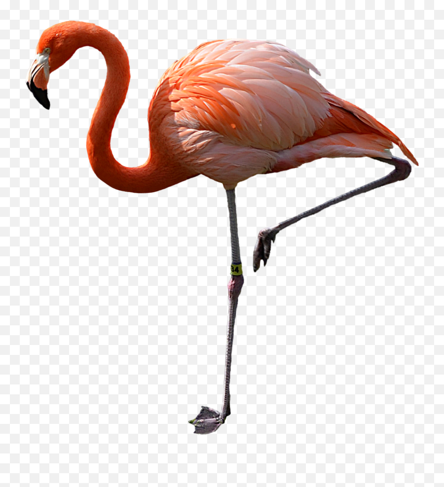 Flamingo Png Emoji,Pink Flamingo Clipart