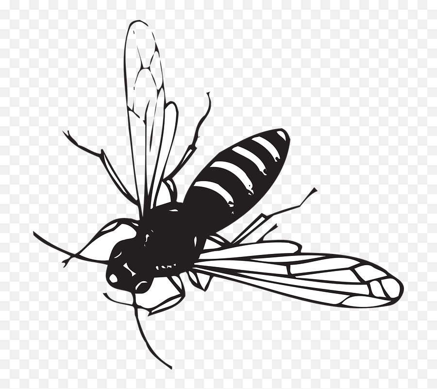 Small Striped Black Bug With Wings Clipart - Full Size Emoji,Bug Clipart Black And White