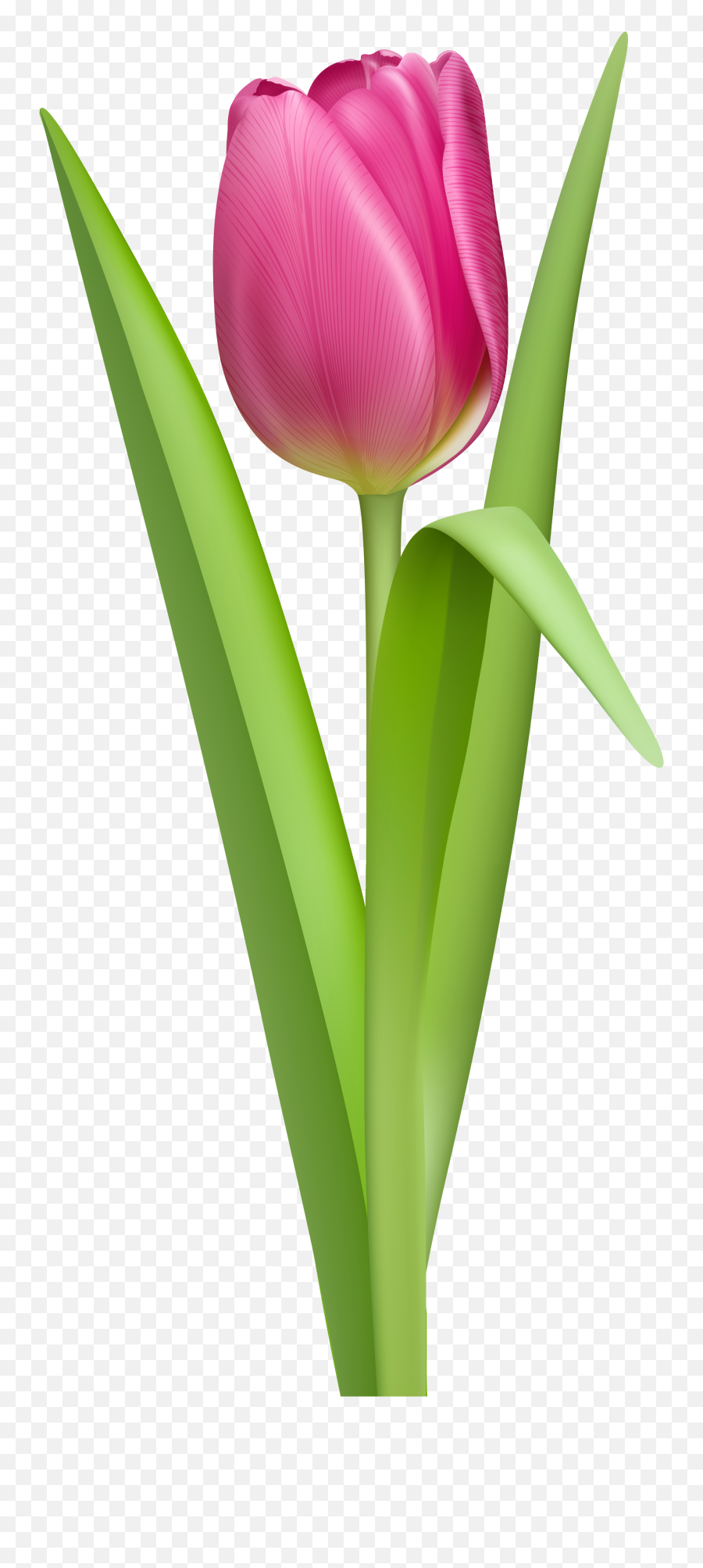 Tulip Png Files Clipart - Tulip Png Transparent Emoji,Tulip Clipart