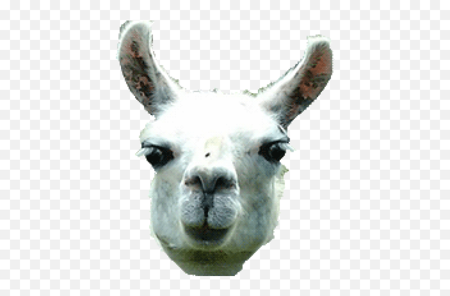 Appstore For Android - Llama Head Transparent Emoji,Llama Png
