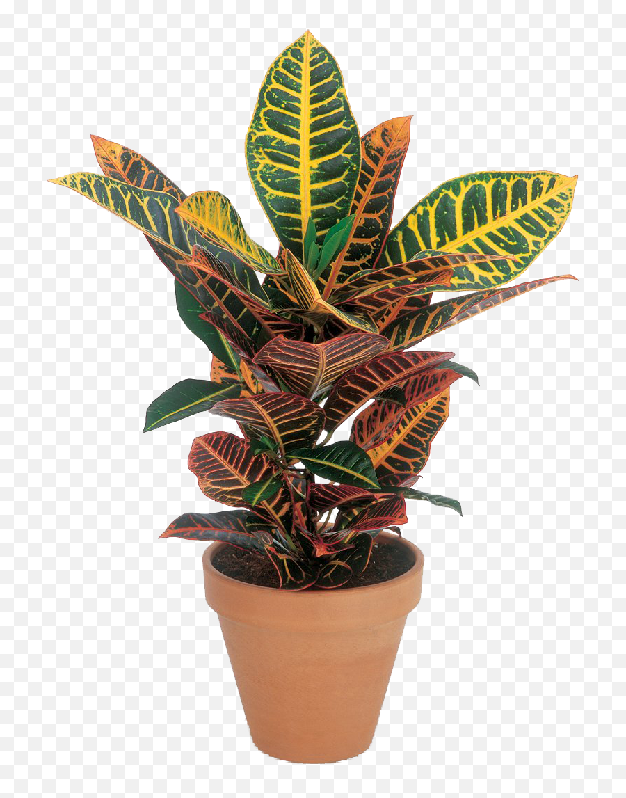 Croton Plant In A Brown Pot With Transparent Background Png Emoji,Transparent Plant