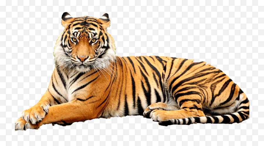 Tiger Free Png Images Hd - Point Defiance Zoo Aquarium Emoji,Transparent Animals