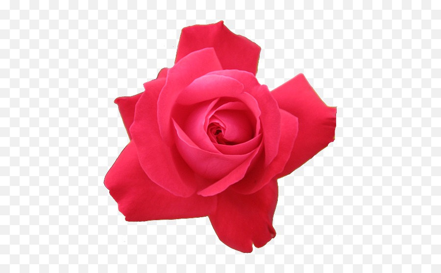 Download Png Image Rose Png Image Free Picture Download Emoji,Pink Roses Png
