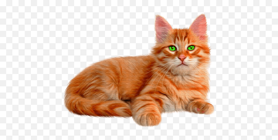 Catorangewhitegreeneyes Cat Cute Juliafox Orange Emoji,Green Eyes Png