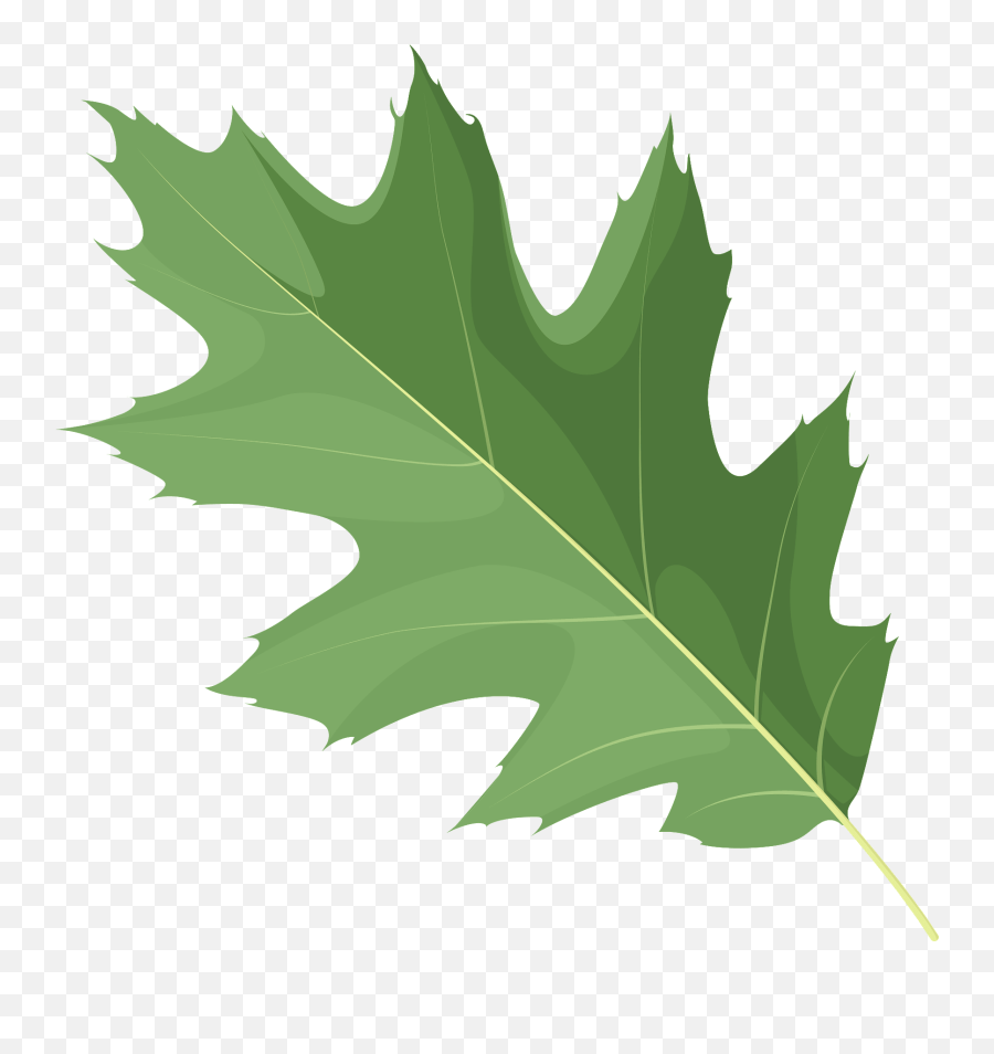 Northern Red Oak Green Leaf Clipart Free Download Emoji,Green Leaves Clipart