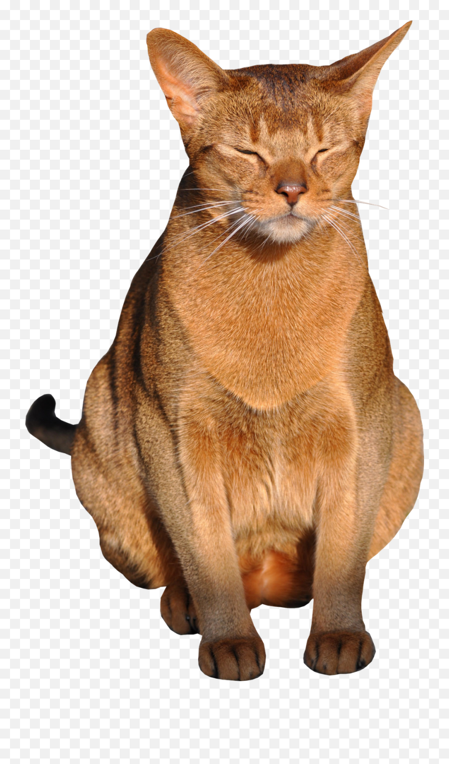 Free Cat Images Free Digital Sitting Cat Png With Emoji,Cute Cat Png
