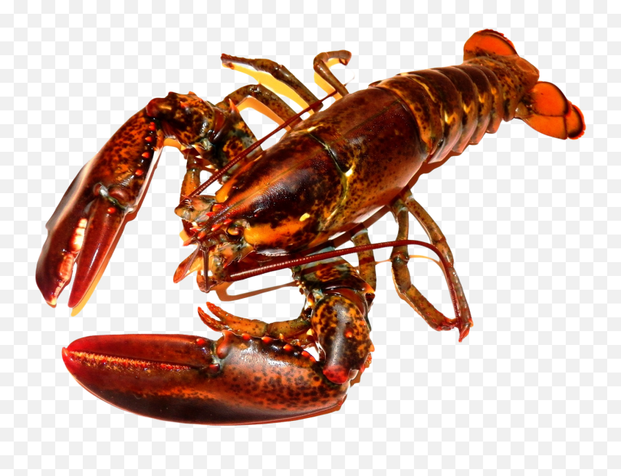 Lobster Hd Png Pluspng - Lobster Png Transparent Cartoon Lobster Png Emoji,Lobster Clipart