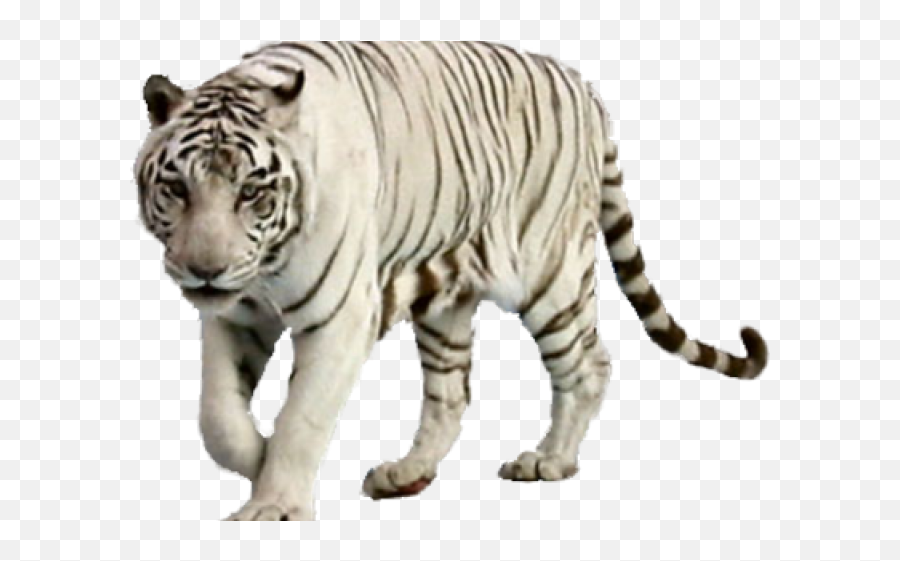 Download White Tiger Clipart Wight - Png Of White Tiger Png Roaring White Tiger Png Emoji,Tiger Clipart