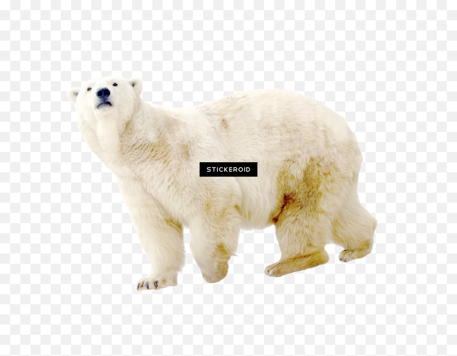 Download Polar White Bear - Polar Bear Full Size Png Image Polar Bear Emoji,Polar Bear Png