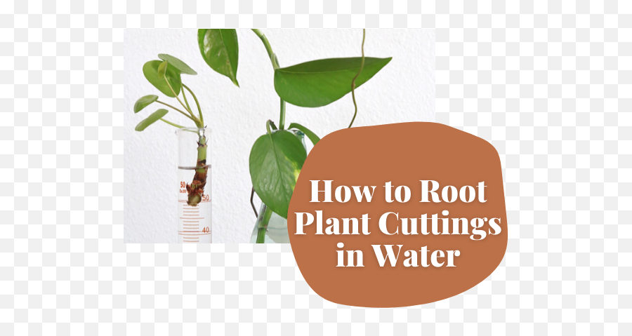 How To Root Plant Cuttings In Water For Propagation - Plant Roots In Water When To Plant Emoji,Transparent Plant