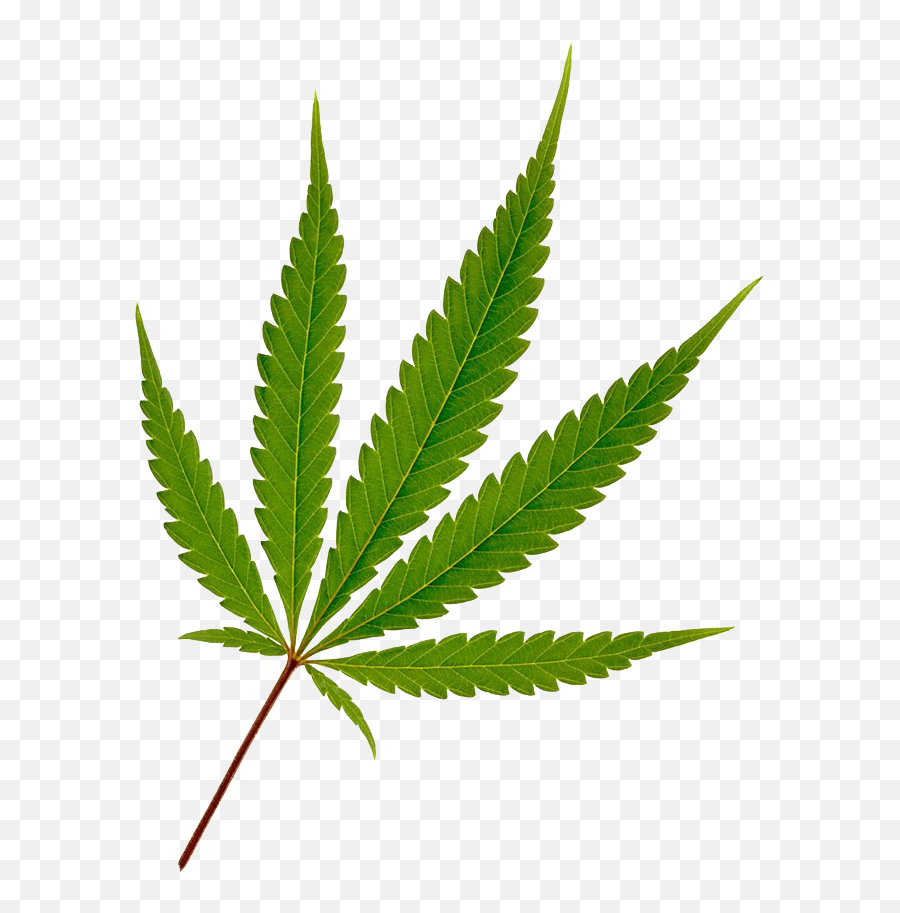 Cannabis Hemp Leaf Joint - Cannabis Leaf Png Transparent Emoji,Weed Png