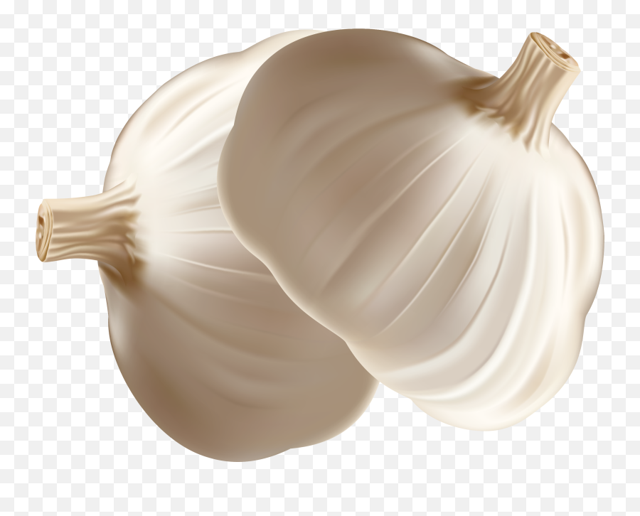 Garlic Transparent Cartoon - Onion Vector Png Transparent Emoji,Garlic Clipart