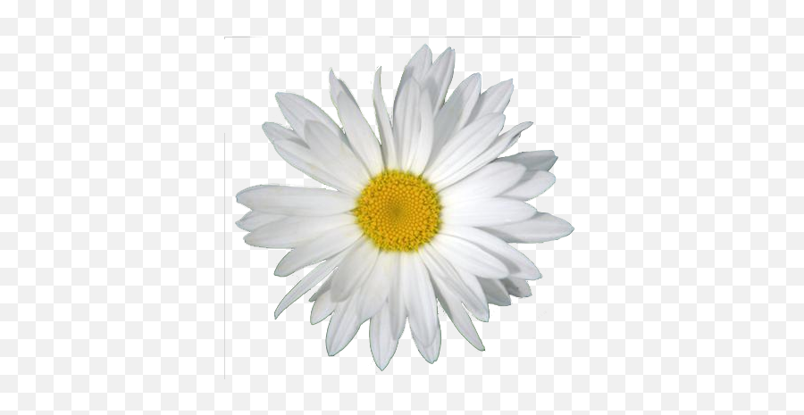 Daisy Png Clipart - Lovely Emoji,Daisy Png