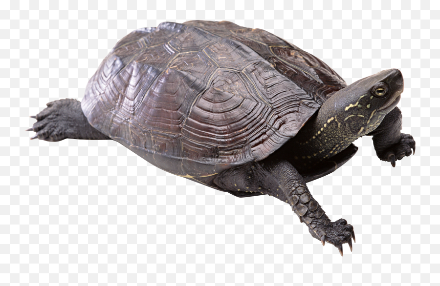 Turtle Png Free Download - Png Turtle Emoji,Turtle Png