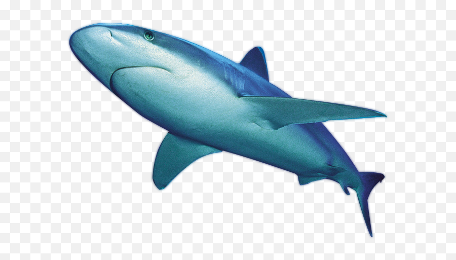 Download Free Png Background - Sharksharkstransparent Blue Shark White Background Emoji,Shark Transparent Background