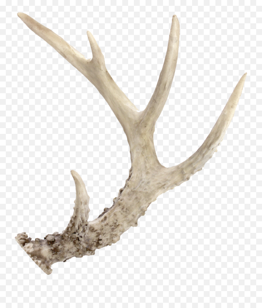 Point Deer Antlers - Antler Png Emoji,Reindeer Antlers Png