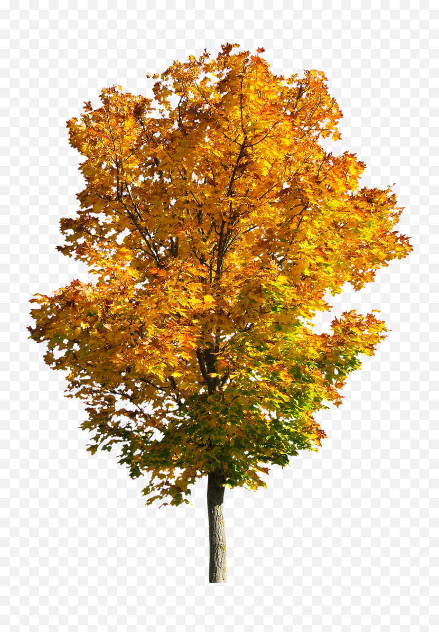 Download Fall Trees Clipart 14 - Transparent Fall Trees Fall Tree Transparent Emoji,Trees Clipart