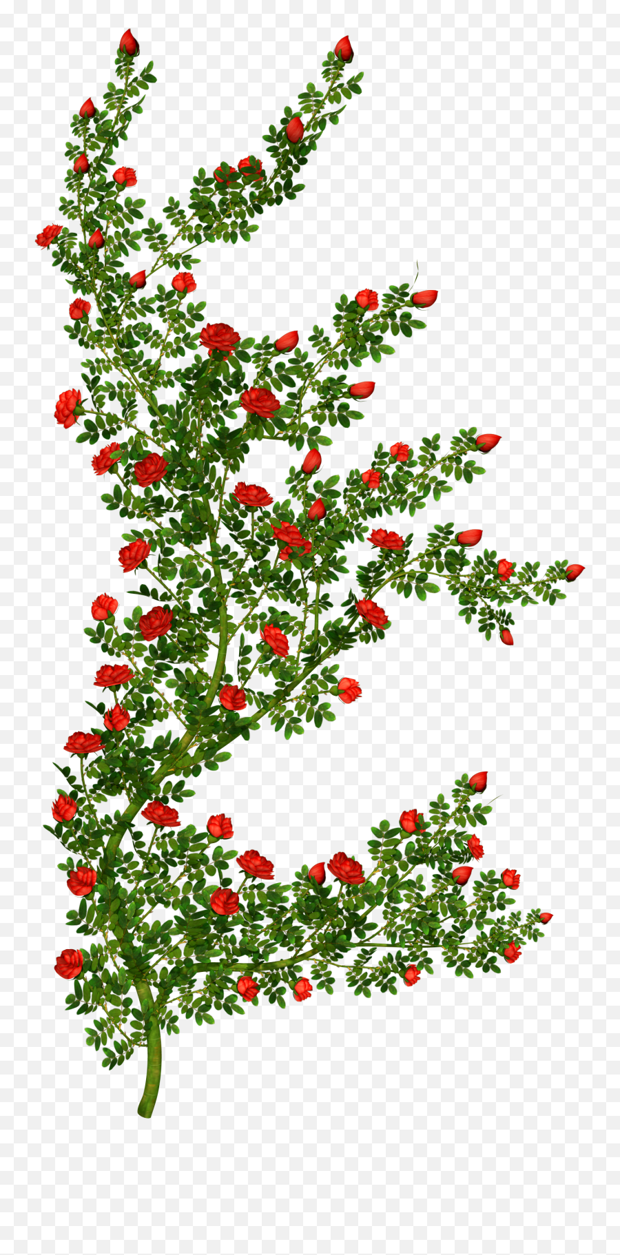 Rose Bush Clipart - Rose Bush Clipart Transparent Emoji,Bush Transparent
