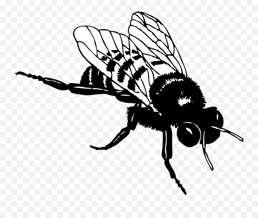 Bumblebee Svg Clip Arts Download - Download Clip Art Png Realistic Bee Clipart Black And White Emoji,Bumblebee Clipart
