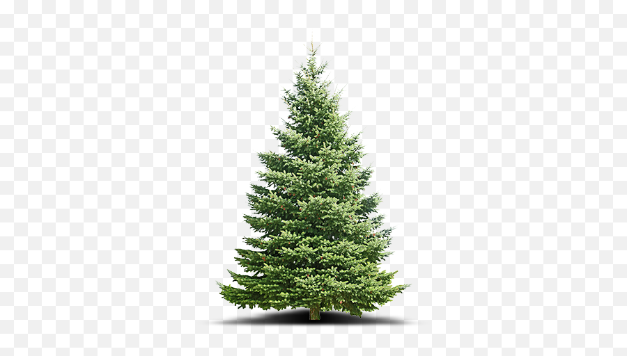 Real Christmas Trees Kentucky - Boreal Conifer Emoji,Christmas Tree Transparent
