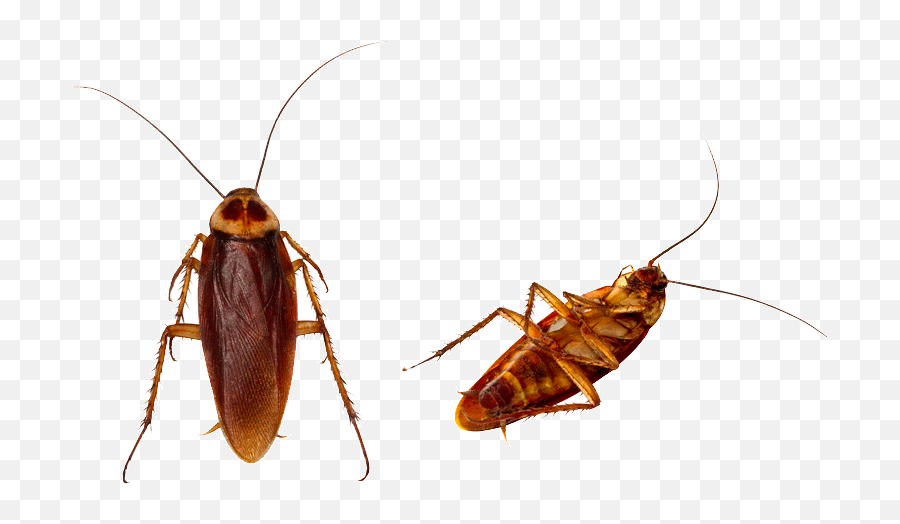 Cockroach Png Transparent Background - Cockroach Person Emoji,Cockroach Png