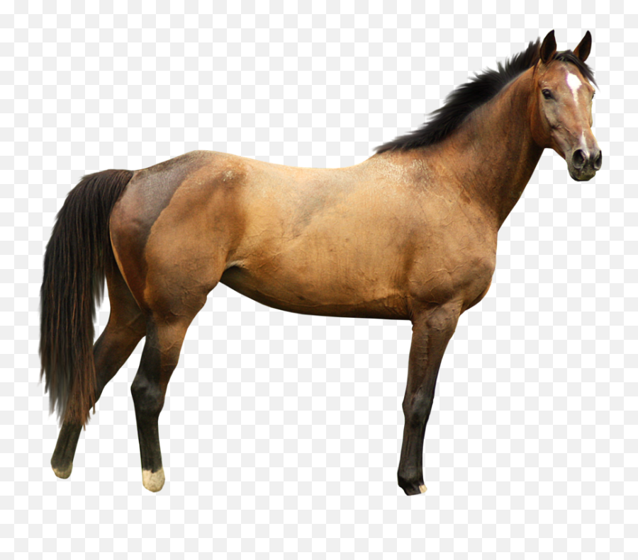 Horse Png Image - Horse Png Emoji,Horse Png