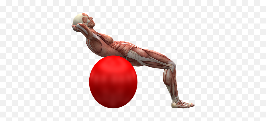 400 Free Muscles U0026 Gym Illustrations - Pixabay Muscular System Exercise Emoji,Muscles Clipart