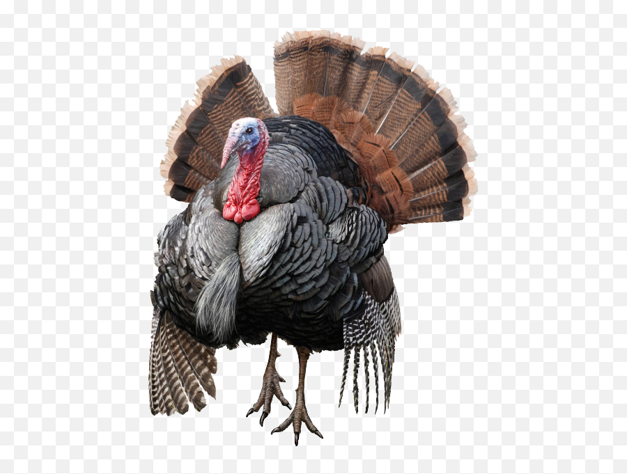 Download Hd Wild Turkey Png Free - Real Turkey White Background Emoji,Turkey Png