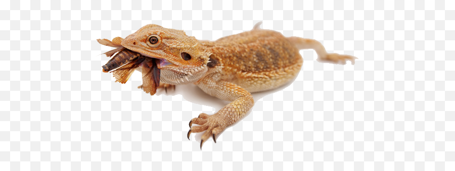 Bearded Dragon Png Image - Background Bearded Dragon Transparent Emoji,Bearded Dragon Png